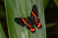 Ancyluris colubra