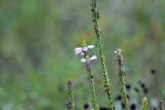 Physostegia virginiana