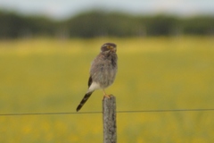 Spiziapteryx circumcincta