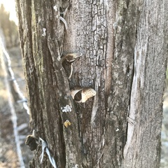 Agaricales