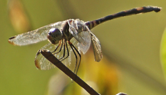 Dythemis velox