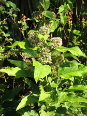 Critonia quadrangularis