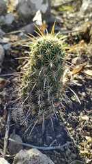Coryphantha jalpanensis