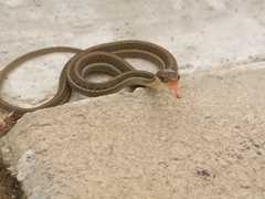 Thamnophis proximus rutiloris