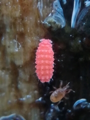 Bilobella braunerae