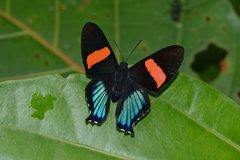 Ancyluris inca