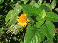 Lasianthaea macrocephala