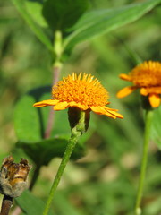 Lasianthaea macrocephala