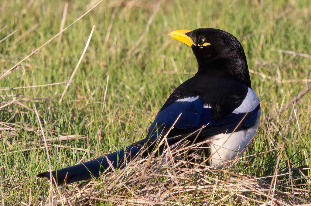 Yellow-billed Magpie from Coyote, CA, USA on January 18, 2021 at 11:56 ...