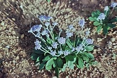 Dampiera eriocephala