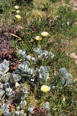 Cotyledon orbiculata orbiculata
