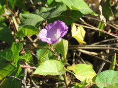 Ipomoea dumosa