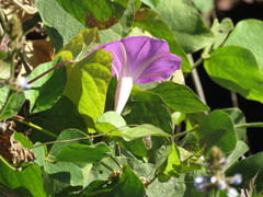 Ipomoea dumosa