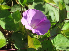 Ipomoea dumosa