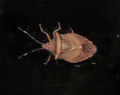 Myota aerea