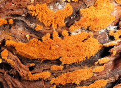 Botryobasidium conspersum