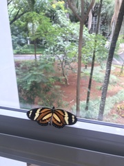 Lycorea halia discreta