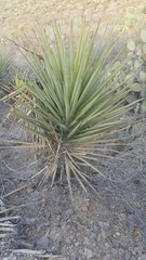 Yucca torreyi
