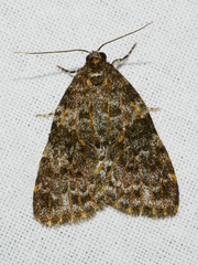 Parelictis saleuta