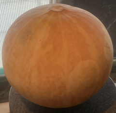 Cucurbita foetidissima