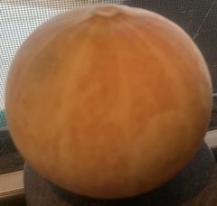 Cucurbita foetidissima