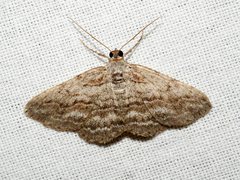 Psilosticha attacta