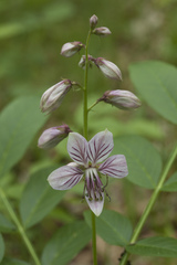 Dictamnus dasycarpus