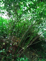 Sarcococca ruscifolia