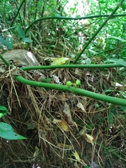 Sarcococca ruscifolia