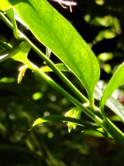Sarcococca ruscifolia