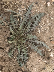 Eulobus californicus