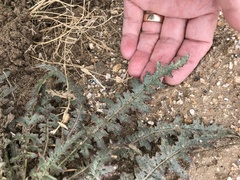 Eulobus californicus