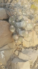 Coryphantha durangensis