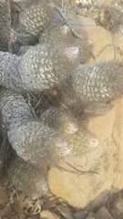 Coryphantha durangensis