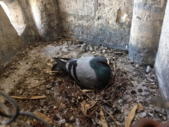 Columba livia domestica