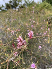 Melaleuca gibbosa