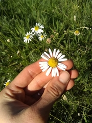 Lasiospermum bipinnatum