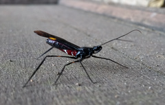 Parahiranetis salgadoi