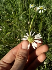 Lasiospermum bipinnatum