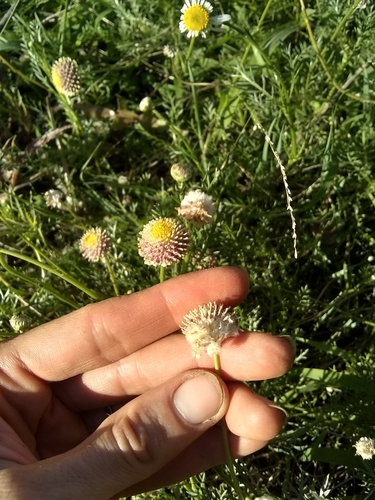 Image of Lasiospermum bipinnatum by (c) Amy, some rights reserved (CC BY)