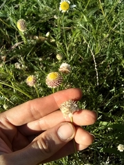 Lasiospermum bipinnatum