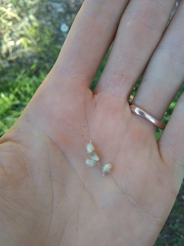 Image of Lasiospermum bipinnatum by (c) Amy, some rights reserved (CC BY)