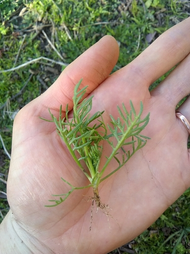 Image of Lasiospermum bipinnatum by (c) Amy, some rights reserved (CC BY)