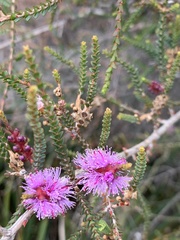 Melaleuca gibbosa