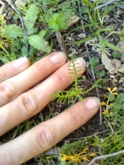 Lasiospermum bipinnatum