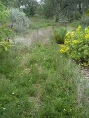 Lasiospermum bipinnatum