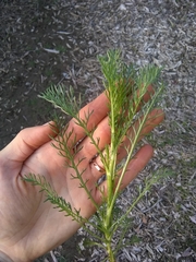 Lasiospermum bipinnatum