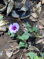 Ipomoea