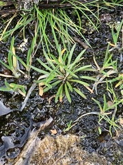 Plantago elongata