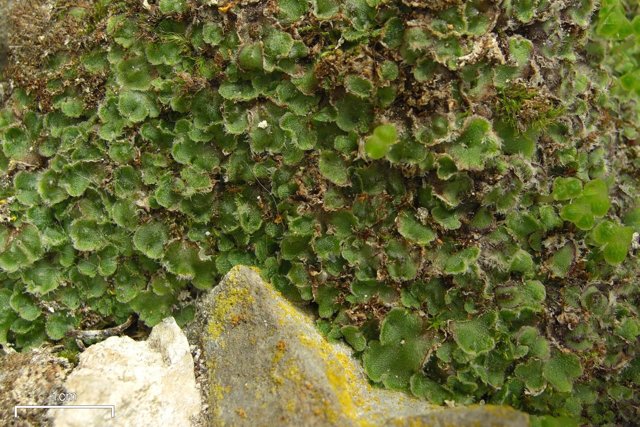Cleveaceae